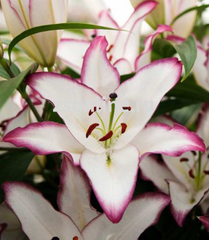 Изображение загружено обработкой по данным файла Excel