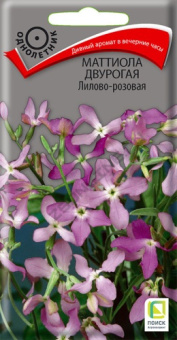 mattiola_dvurogaya_lilovo_rozovaya