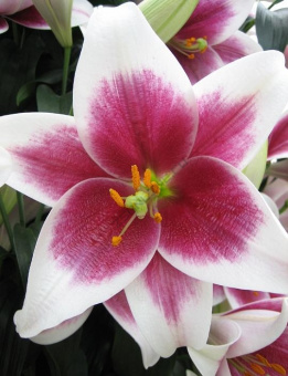 08628a75-05c7-11de-9fba-00137734a911_c45076fe-16f2-11e8-ac3a-94e9793fd21a_