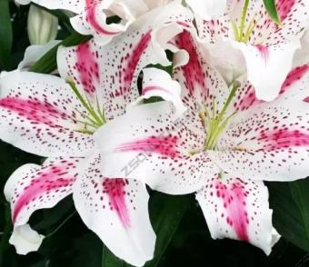 Лилия Восточная Мадлен