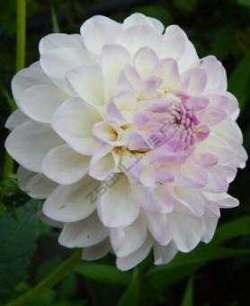 8a355826dc4211e489c7001e67b6d355_7c10f72e3a1711eb80e20cc47a28e351.resize1