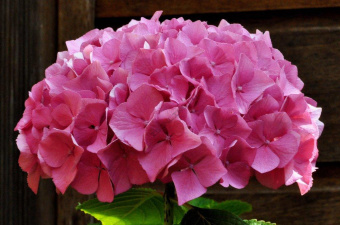 603732-gortenziya-krupnolistnaya-alpengluhen