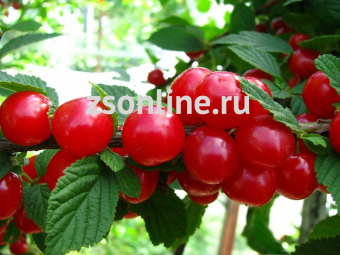 Изображение загружено обработкой по данным файла Excel