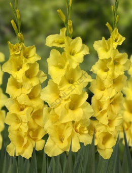 Гладиолус Бананарама 10-12/К 10шт