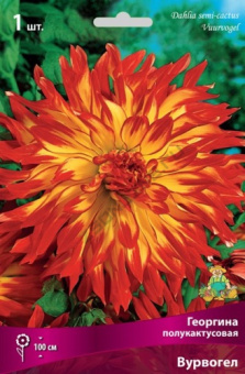 Георгин полукактусовый Вурвогел (жёлтый, с ярко-красными кончиками, лепестки волнистые, 1шт, I)