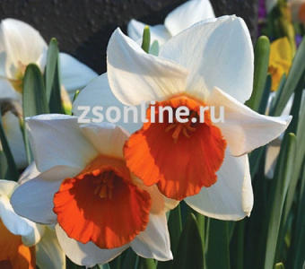 Изображение загружено обработкой по данным файла Excel