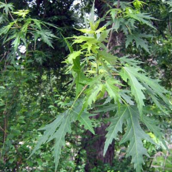 Клен сахаристый в асс. V2-3 л