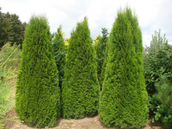 Туя западная Колумна, Thuja occidentalis Columna, в горшке 2,5л, 60-80 см