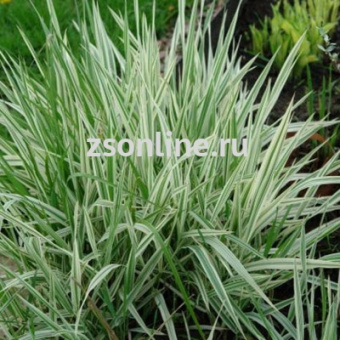 Изображение загружено обработкой по данным файла Excel