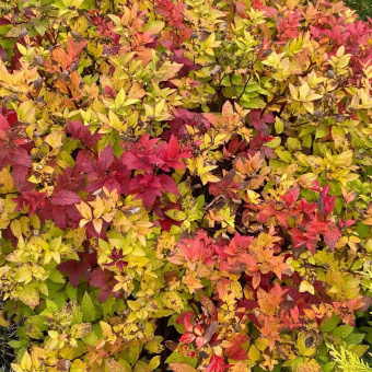 Спирея японская Голдфлейм, С 5, 20-30 см