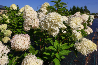 Гортензия метельчатая Фантом, С 3, 20-30 см