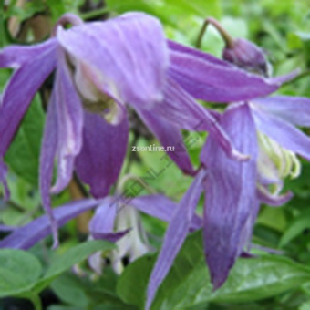 Изображение загружено обработкой по данным файла Excel