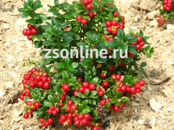 Изображение загружено обработкой по данным файла Excel