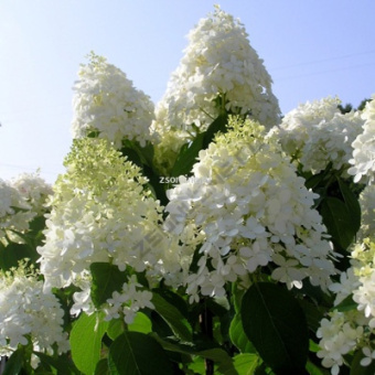 2021242148cc41f131050e88996c7e78