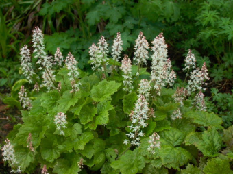 Тиарелла сердцелистная (2 л)