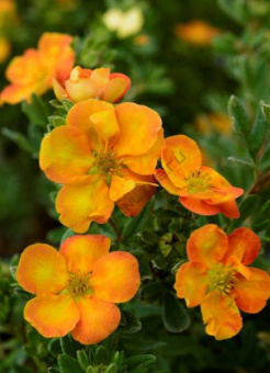 Лапчатка кустарниковая Соляр Иссима