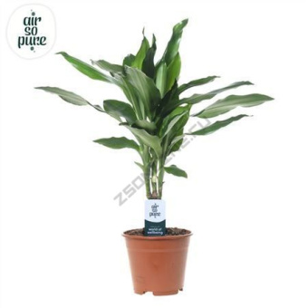 Драцена Джанет D12 H40 см