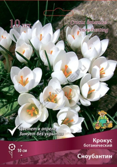 Крокус ботанический Сноубантин 5+/К 10шт