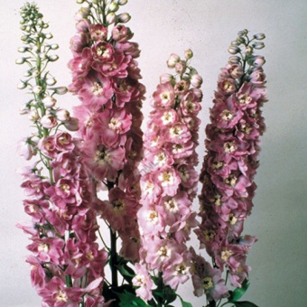 Дельфиниум гибридный Мэджик Фонтейн Лилак Пинк Вайт Би