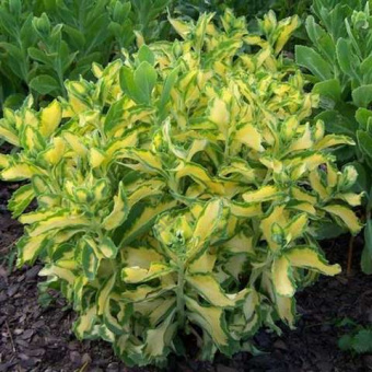 Седум белорозовый Медиовариегата