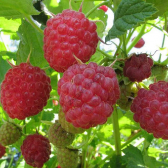 Малина Красная королева