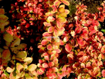 Изображение загружено обработкой по данным файла Excel