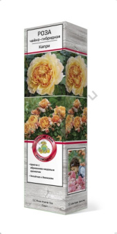 Роза чайно-гибридная Капри/ЦКор