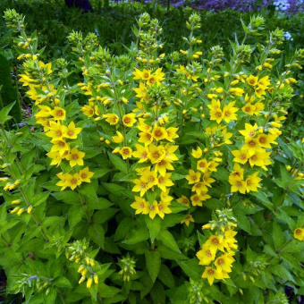 Вербейник точечный С1,5