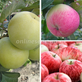 Дерево-сад Яблоня/3 сорта/Налив белый х Грушовка московская х Коричное полосатое /подвой 54-118 полкарл/С