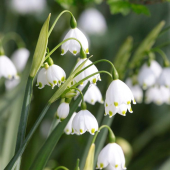 e8379f9c197a3b2c06a4ffb6d81b0203--leucojum-garden-bulbs