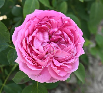 Роза чайно-гибридная Ив Пьяже/ЦКор