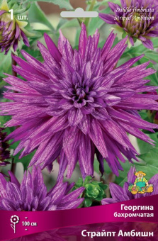 Георгин бахромчатый Страйпт Амбишн