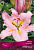 Лилия Восточная Колор Парад, нежно-розовый, перламутровый, с ярким, жёлтым центром, лепестки волнистые, 2 шт