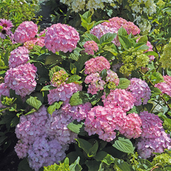 gorten_krupnolist_so_long_rozy