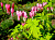 Дицентра великолепная Голд Харт (розовый, листья золотисто-жёлтые, 1шт, I)