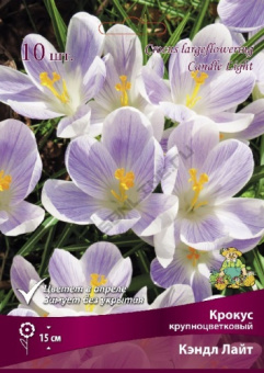 Крокус крупноцветковый Кэндл Лайт 8-9/К 10шт