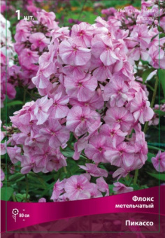 floks_metelch_pikasso_kaper