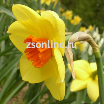 Изображение загружено обработкой по данным файла Excel