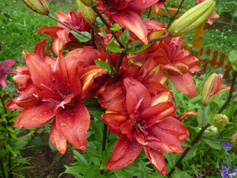 Лилия Азиатская махровая Коктейль Твинс