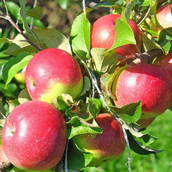 uelsi