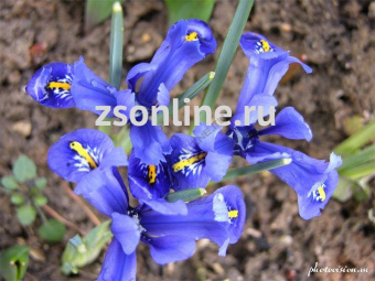 Изображение загружено обработкой по данным файла Excel