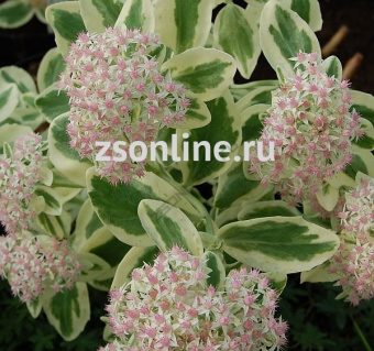 Изображение загружено обработкой по данным файла Excel