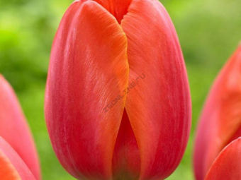 Тюльпан Дарвинов гибрид Ад Рем