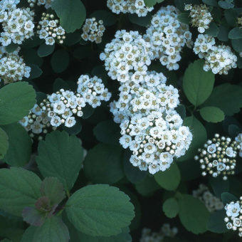 Spiraea betulafolia Tor 1_1080_1080_60