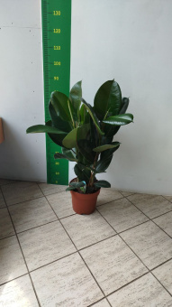 Фикус эластика бургунди  24/70см