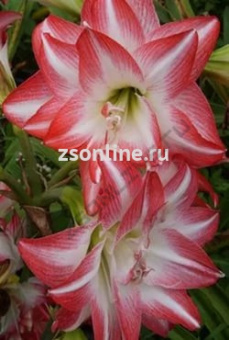 Изображение загружено обработкой по данным файла Excel