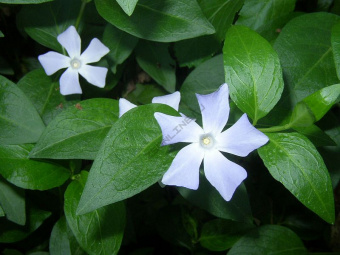 Барвинок малый Alba белый