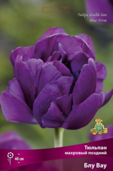 Тюльпан махровый поздний Блу Вау 11-12/К 7шт