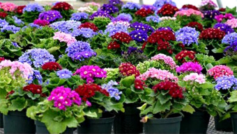 Цинерария смесь, Е10