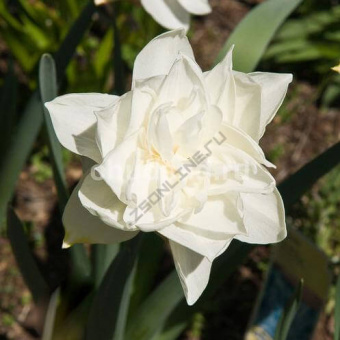 Narcissus-White-medal